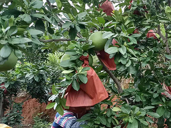 种植基地