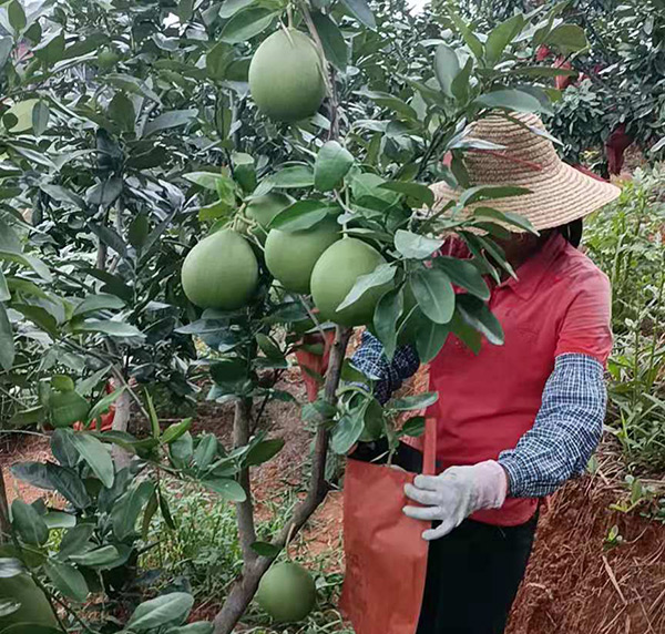 种植基地