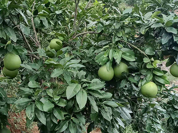 种植基地